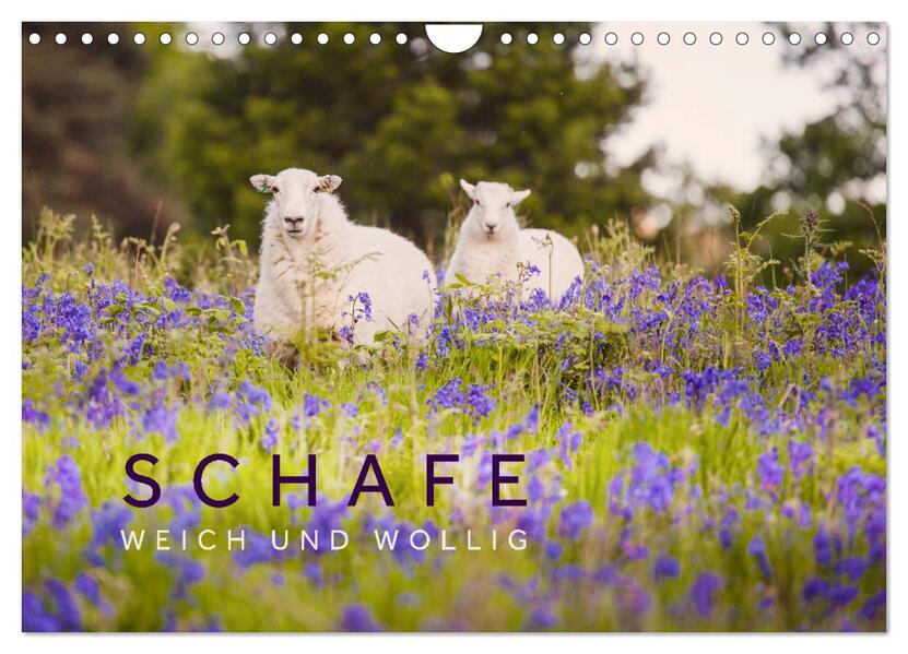 Schafe - Weich und wollig (Wandkalender 2026 DIN A4 quer) CALVENDO Monatskalender
