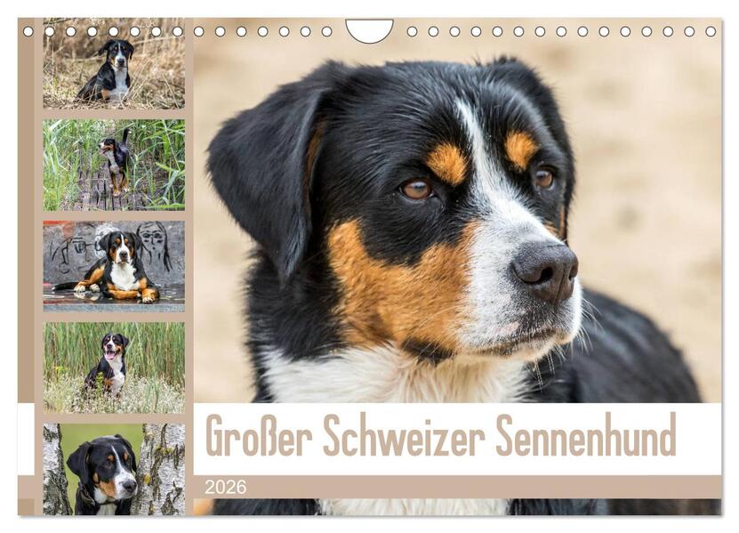 Großer Schweizer Sennenhund (Wandkalender 2026 DIN A4 quer) CALVENDO Monatskalender