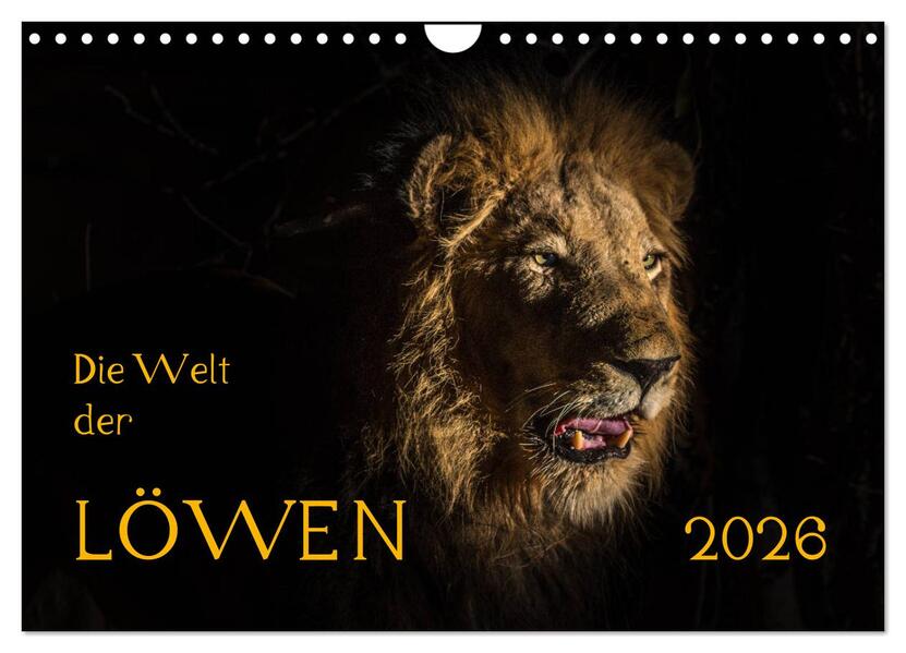 Die Welt der Löwen (Wandkalender 2026 DIN A4 quer) CALVENDO Monatskalender