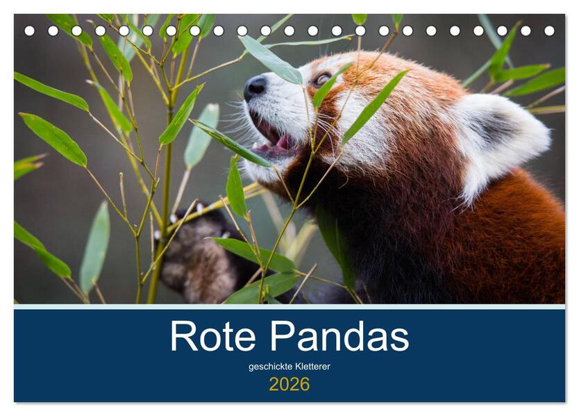 Rote Pandas - geschickte Kletterer (Tischkalender 2026 DIN A5 quer) CALVENDO Monatskalender