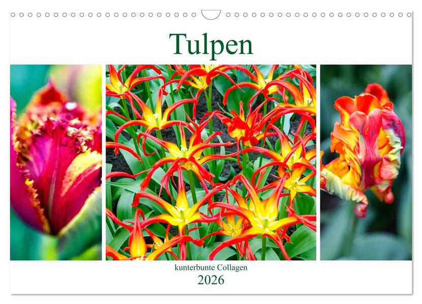 Tulpen - kunterbunte Collagen (Wandkalender 2026 DIN A3 quer) CALVENDO Monatskalender