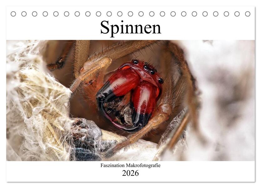 Faszination Makrofotografie: Spinnen (Tischkalender 2026 DIN A5 quer) CALVENDO Monatskalender