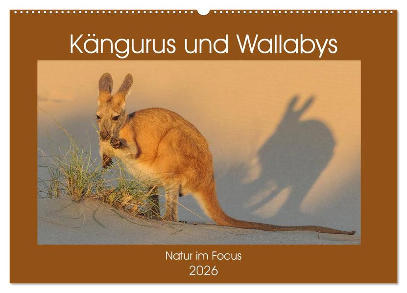Kängururs und Wallabys (Wandkalender 2026 DIN A2 quer) CALVENDO Monatskalender