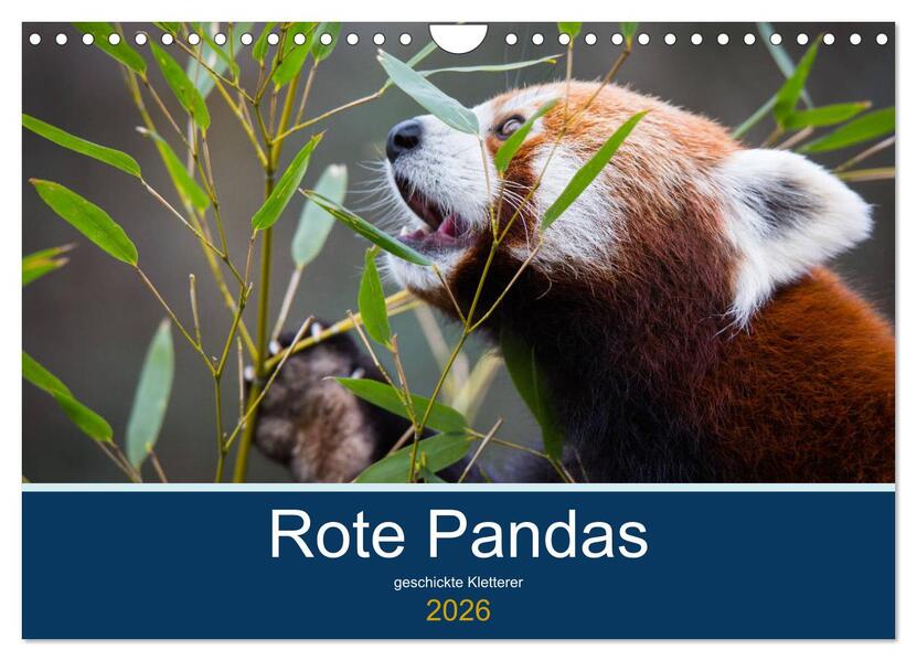 Rote Pandas - geschickte Kletterer (Wandkalender 2026 DIN A4 quer) CALVENDO Monatskalender