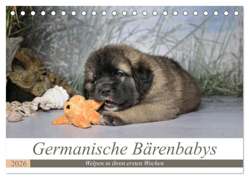 Germanische Bärenbabys (Tischkalender 2026 DIN A5 quer) CALVENDO Monatskalender