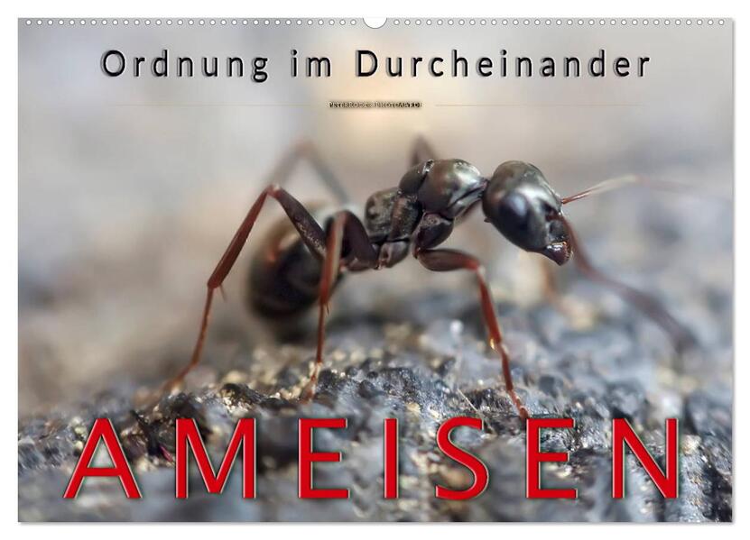Ameisen - Ordnung im Durcheinander (Wandkalender 2026 DIN A2 quer) CALVENDO Monatskalender