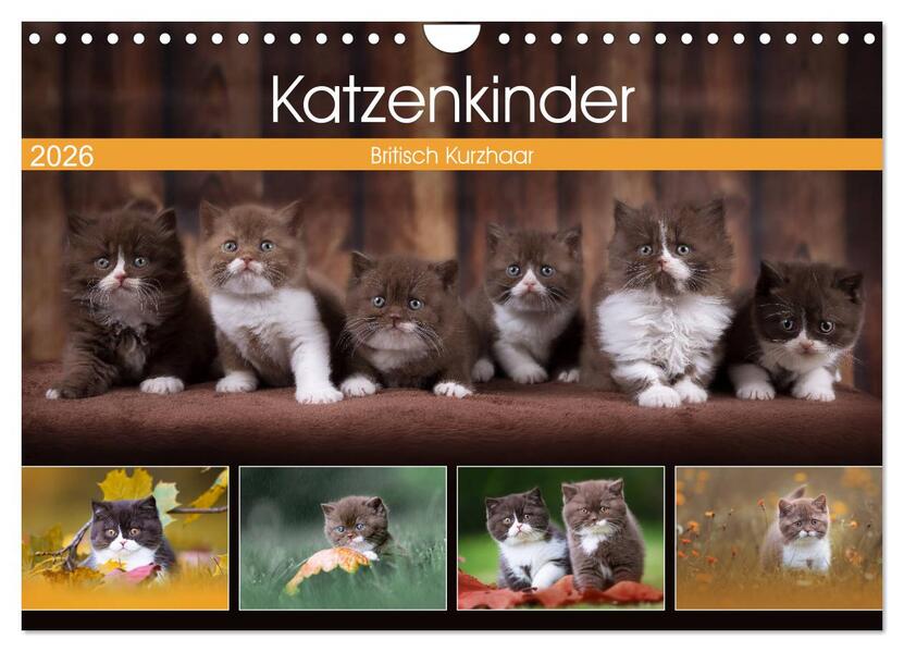 Katzenkinder - Britisch Kurzhaar (Wandkalender 2026 DIN A4 quer) CALVENDO Monatskalender
