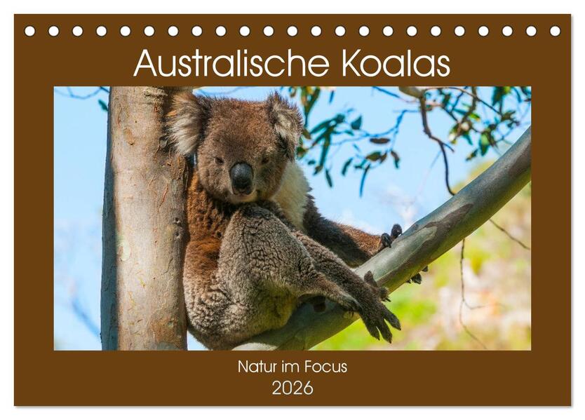 Australische Koalas (Tischkalender 2026 DIN A5 quer) CALVENDO Monatskalender