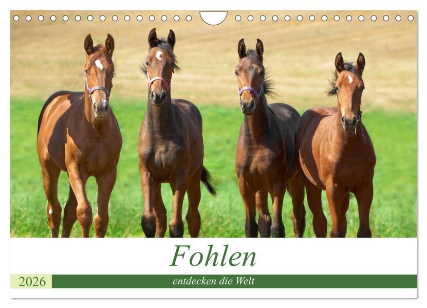 Fohlen entdecken die Welt (Wandkalender 2026 DIN A4 quer) CALVENDO Monatskalender