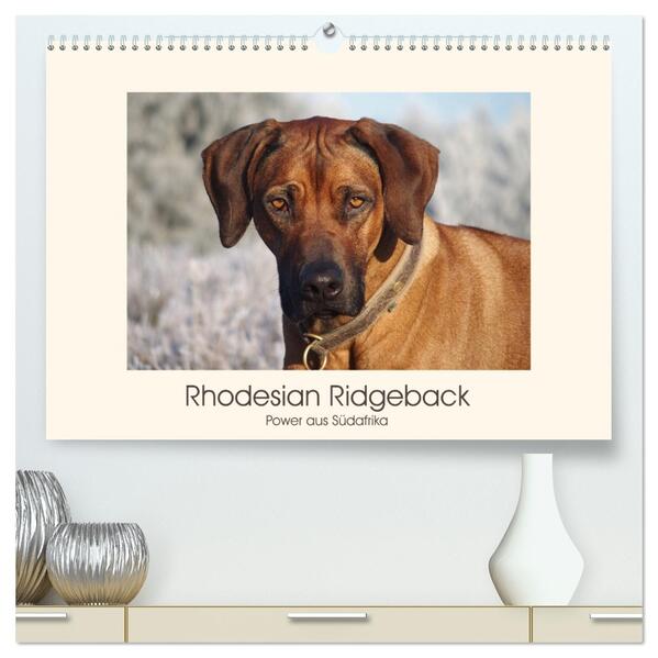Rhodesian Ridgeback Power aus Südafrika (hochwertiger Premium Wandkalender 2026 DIN A2 quer) Kunstdruck in Hochglanz
