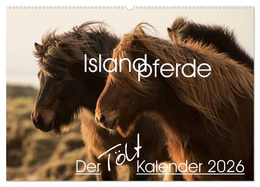 Islandpferde - Der Tölt Kalender (Wandkalender 2026 DIN A2 quer) CALVENDO Monatskalender