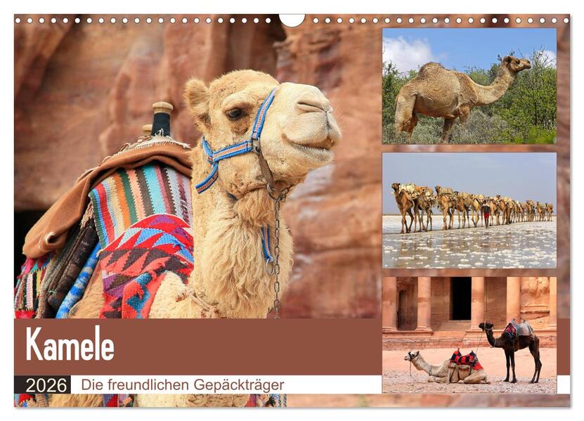 Kamele - Die freundlichen Gepäckträger (Wandkalender 2026 DIN A3 quer) CALVENDO Monatskalender