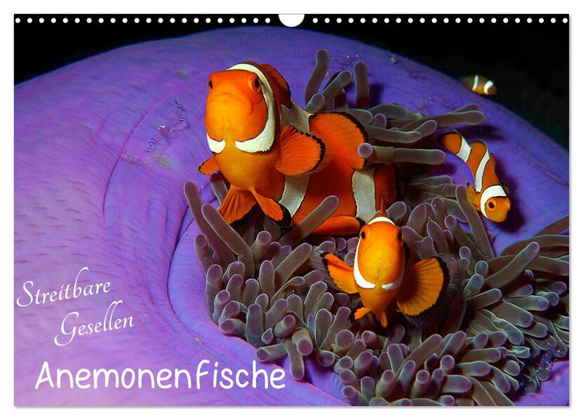 Anemonenfische - Streitbare Gesellen (Wandkalender 2026 DIN A3 quer) CALVENDO Monatskalender