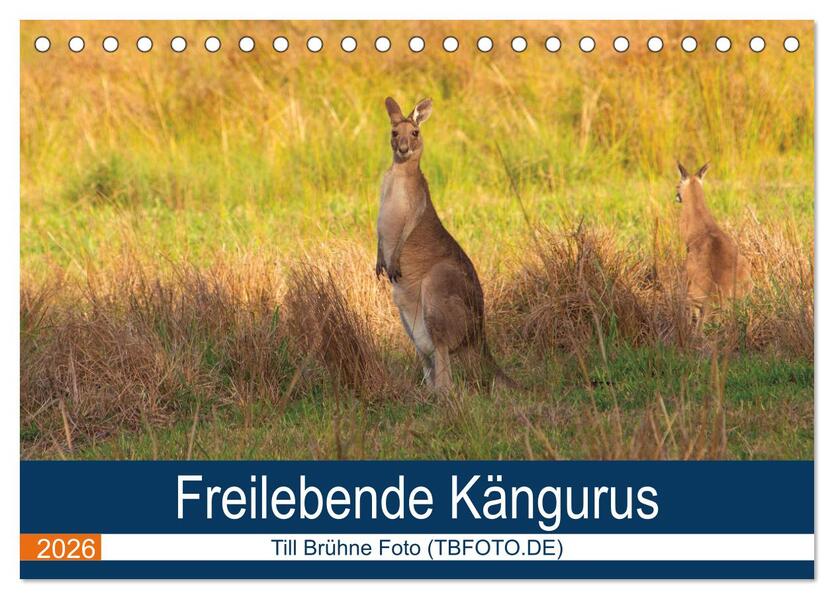 Freilebende Kängurus (Tischkalender 2026 DIN A5 quer) CALVENDO Monatskalender