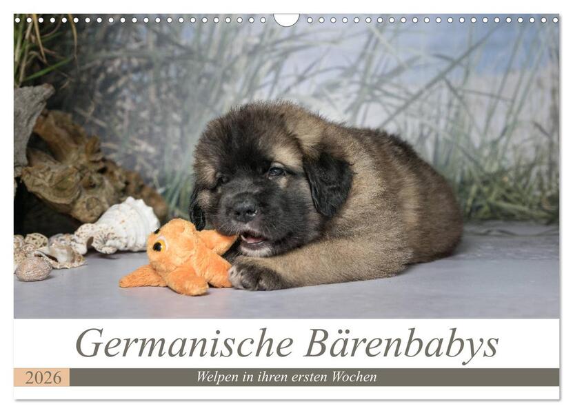 Germanische Bärenbabys (Wandkalender 2026 DIN A3 quer) CALVENDO Monatskalender