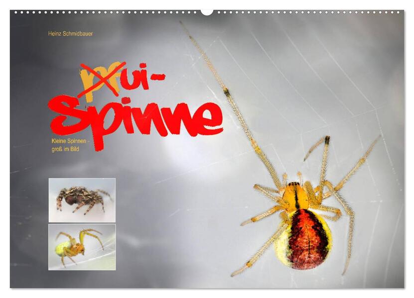 ui - Spinne. Kleine Spinnen - groß im Bild (Wandkalender 2026 DIN A2 quer) CALVENDO Monatskalender