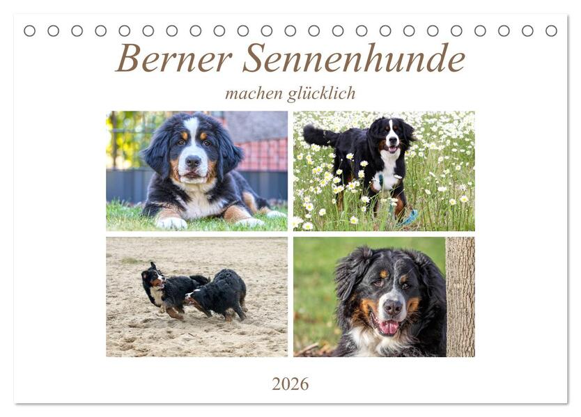 Berner Sennenhunde machen glücklich (Tischkalender 2026 DIN A5 quer) CALVENDO Monatskalender