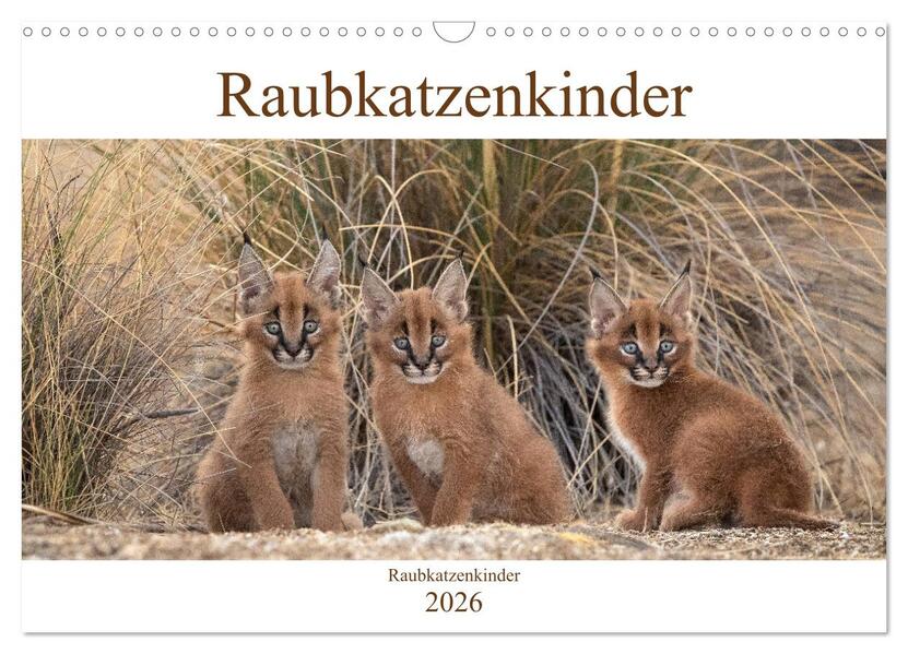 Raubkatzenkinder (Wandkalender 2026 DIN A3 quer) CALVENDO Monatskalender