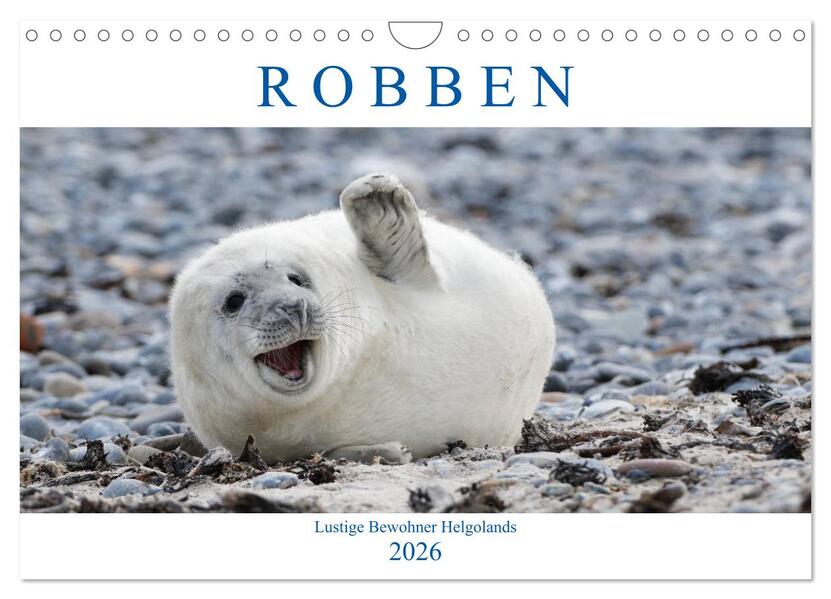 Robben - Lustige Bewohner Helgolands (Wandkalender 2026 DIN A4 quer) CALVENDO Monatskalender
