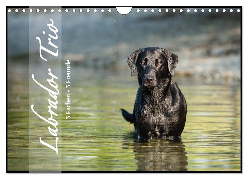 Labrador Trio - 3 Farben 3 Freunde (Wandkalender 2026 DIN A4 quer) CALVENDO Monatskalender