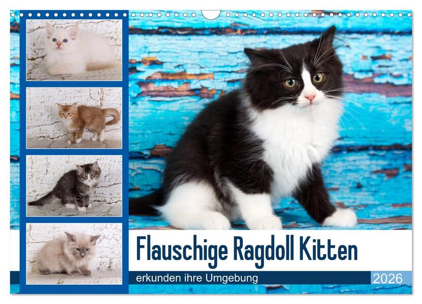 Flauschige Ragdoll Kitten (Wandkalender 2026 DIN A3 quer) CALVENDO Monatskalender