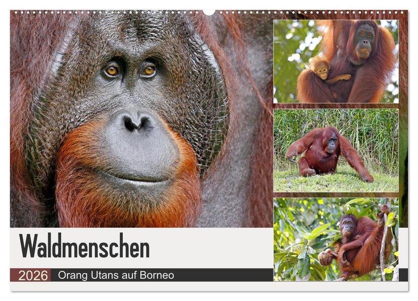 Waldmenschen - Orang Utans auf Borneo (Wandkalender 2026 DIN A2 quer) CALVENDO Monatskalender
