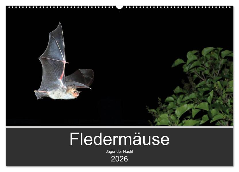Fledermäuse - Jäger der Nacht (Wandkalender 2026 DIN A2 quer) CALVENDO Monatskalender