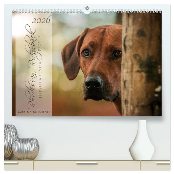 Rhodesian Ridgeback - Herzen auf vier Pfoten (hochwertiger Premium Wandkalender 2026 DIN A2 quer) Kunstdruck in Hochglanz