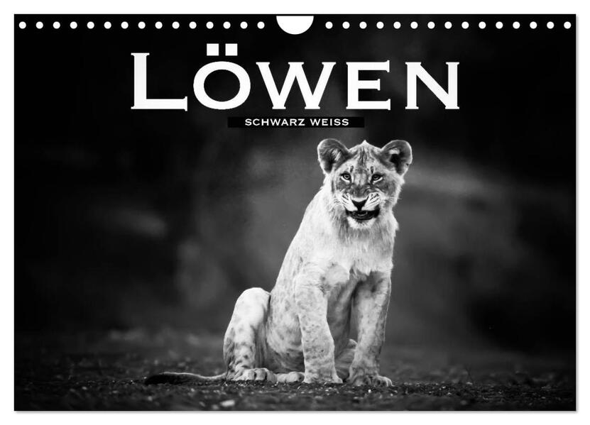 Löwen schwarz weiß (Wandkalender 2026 DIN A4 quer) CALVENDO Monatskalender