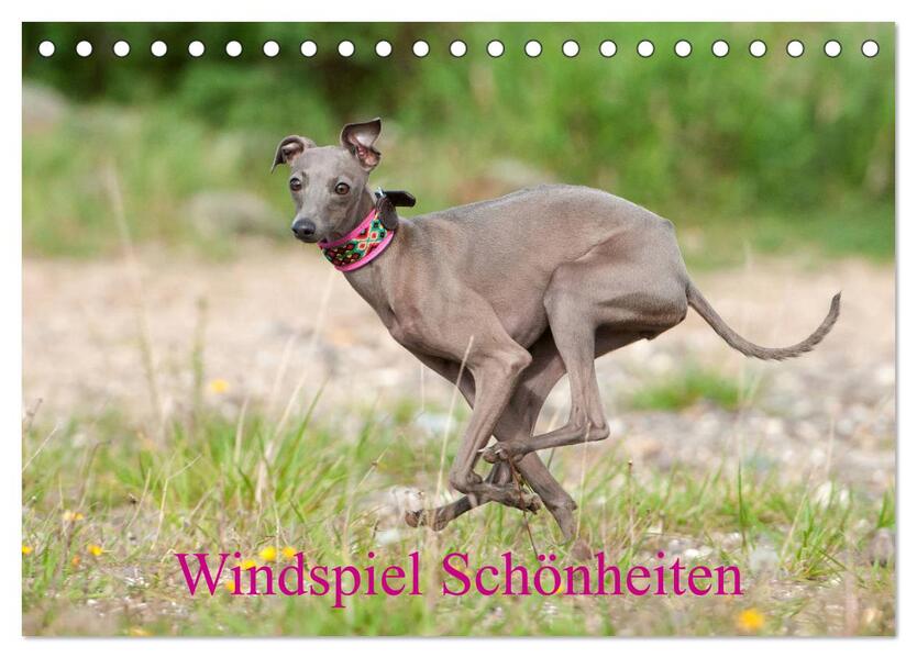 Windspiel Schönheiten (Tischkalender 2026 DIN A5 quer) CALVENDO Monatskalender