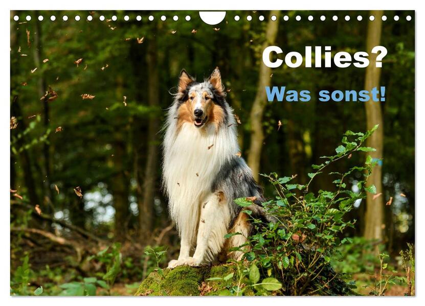 Collies? Was sonst! (Wandkalender 2026 DIN A4 quer) CALVENDO Monatskalender