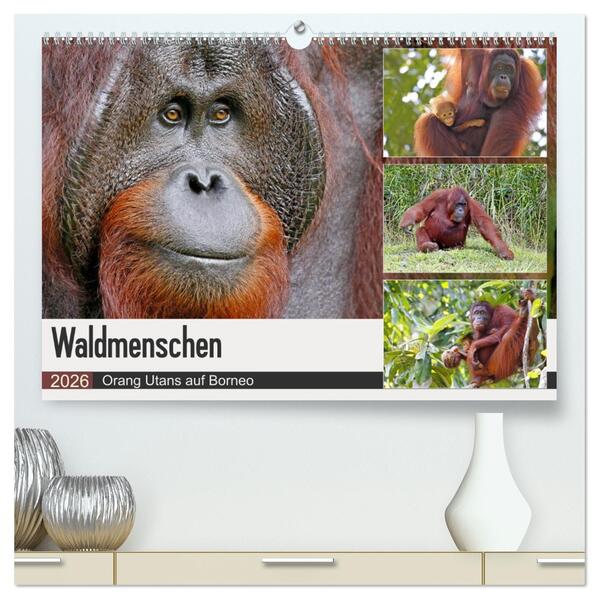 Waldmenschen - Orang Utans auf Borneo (hochwertiger Premium Wandkalender 2026 DIN A2 quer) Kunstdruck in Hochglanz