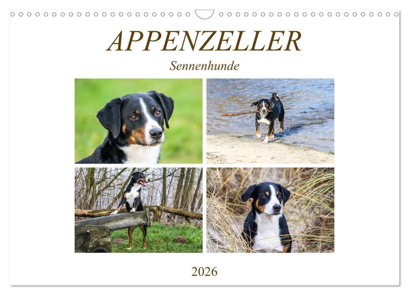 Appenzeller Sennenhunde (Wandkalender 2026 DIN A3 quer) CALVENDO Monatskalender