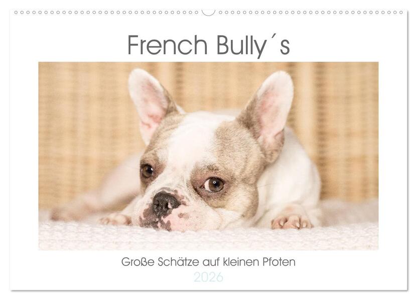 French Bullys - Große Schätze auf kleinen Pfoten (Wandkalender 2026 DIN A2 quer) CALVENDO Monatskalender