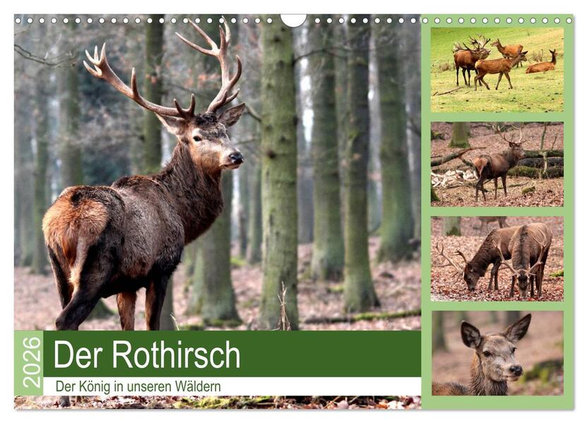 Der Rothirsch - Der König in unseren Wäldern (Wandkalender 2026 DIN A3 quer) CALVENDO Monatskalender