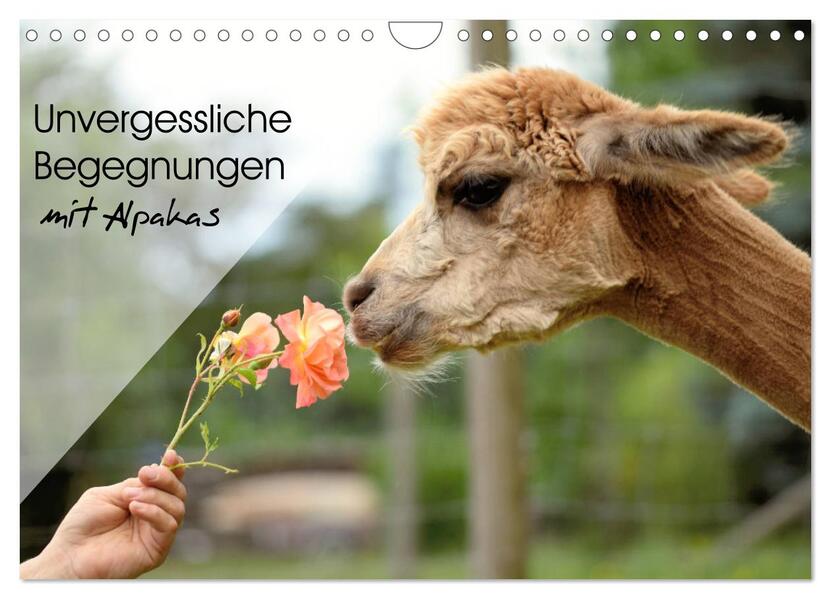 Unvergessliche Begegnungen mit Alpakas (Wandkalender 2026 DIN A4 quer) CALVENDO Monatskalender