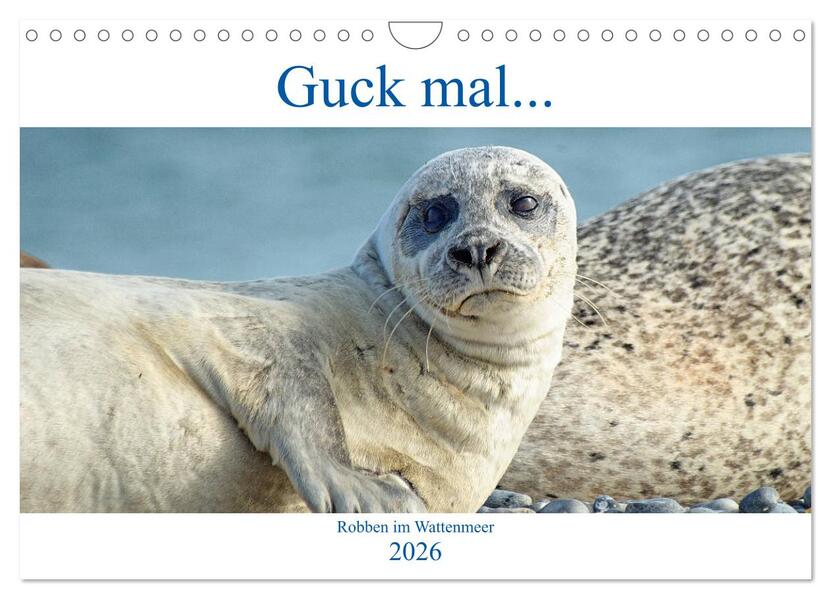 Guck mal ... Robben im Wattenmeer (Wandkalender 2026 DIN A4 quer) CALVENDO Monatskalender