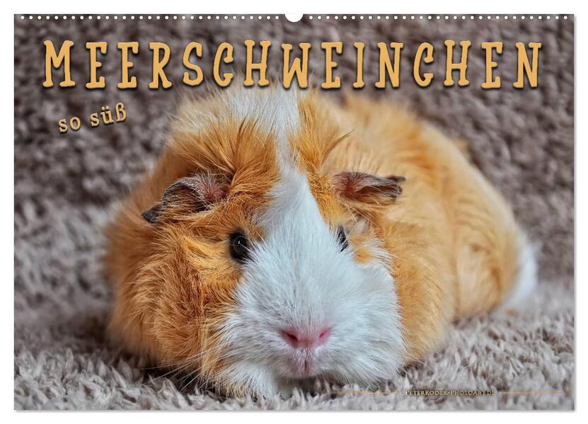 Meerschweinchen - so süß (Wandkalender 2026 DIN A2 quer) CALVENDO Monatskalender