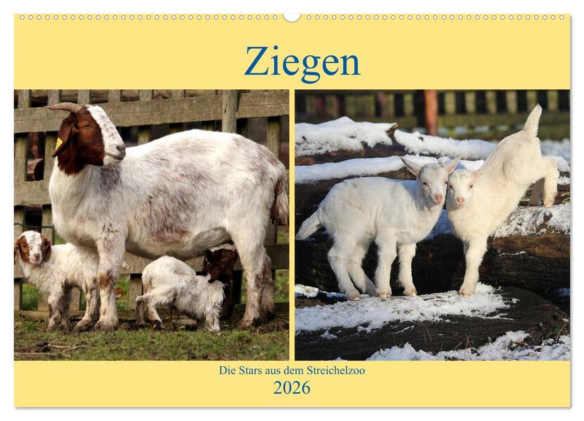 Ziegen - Die Stars aus dem Streichelzoo (Wandkalender 2026 DIN A2 quer) CALVENDO Monatskalender