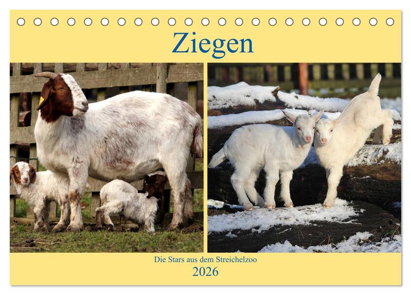 Ziegen - Die Stars aus dem Streichelzoo (Tischkalender 2026 DIN A5 quer) CALVENDO Monatskalender
