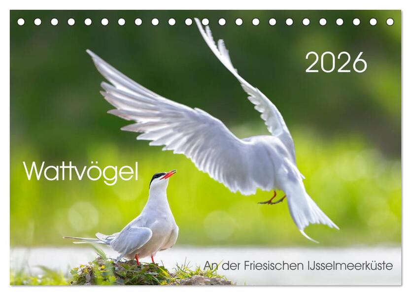 Wattvögel an der Friesischen IJsselmeerküste (Tischkalender 2026 DIN A5 quer) CALVENDO Monatskalender