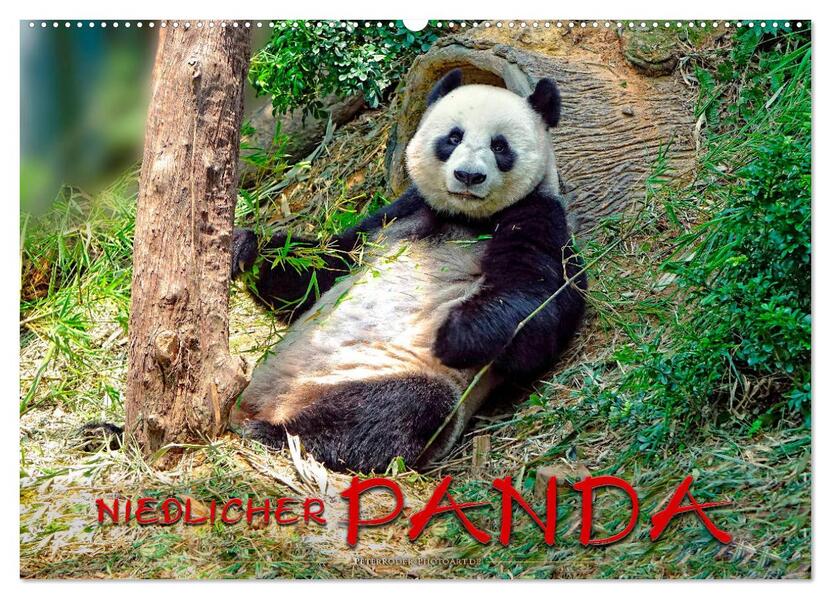 Niedlicher Panda (Wandkalender 2026 DIN A2 quer) CALVENDO Monatskalender