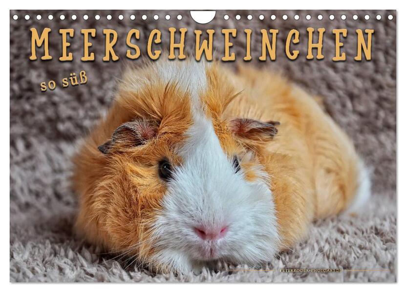 Meerschweinchen - so süß (Wandkalender 2026 DIN A4 quer) CALVENDO Monatskalender