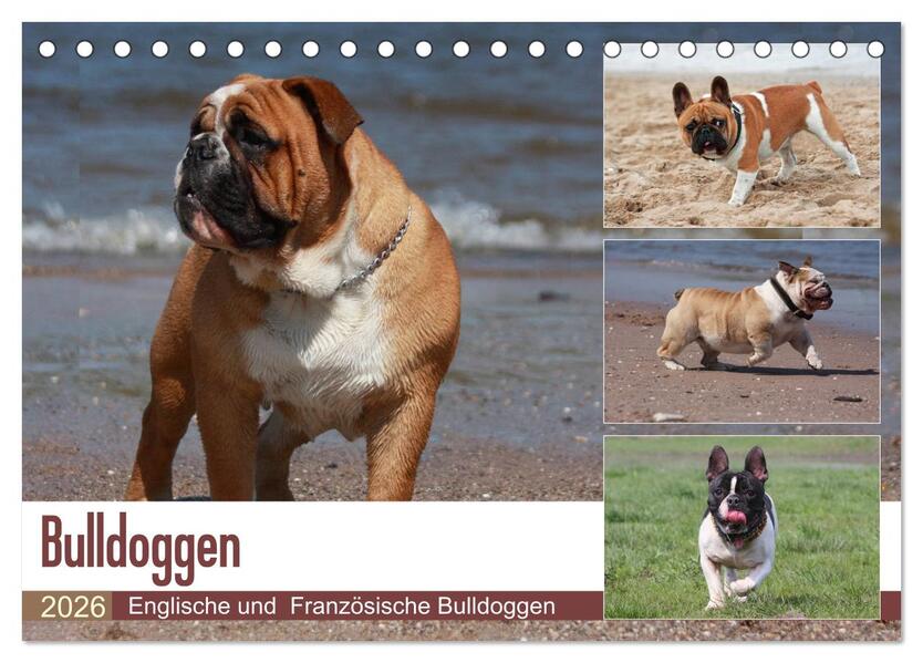 Bulldoggen - Englische und Französische Bulldoggen (Tischkalender 2026 DIN A5 quer) CALVENDO Monatskalender