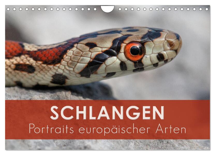 Schlangen - Portraits europäischer Arten (Wandkalender 2026 DIN A4 quer) CALVENDO Monatskalender