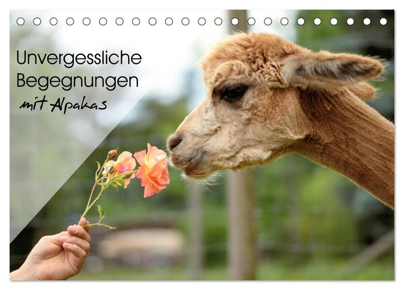 Unvergessliche Begegnungen mit Alpakas (Tischkalender 2026 DIN A5 quer) CALVENDO Monatskalender
