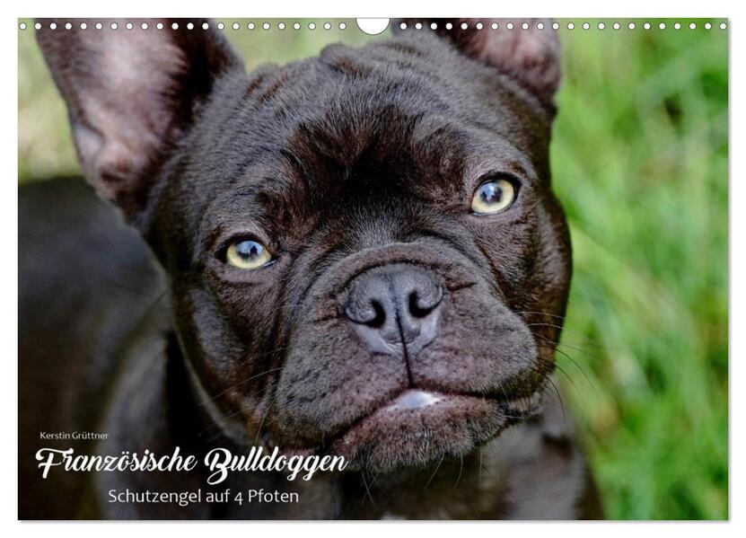 Französische Bulldoggen - Schutzengel auf 4 Pfoten (Wandkalender 2026 DIN A3 quer) CALVENDO Monatskalender