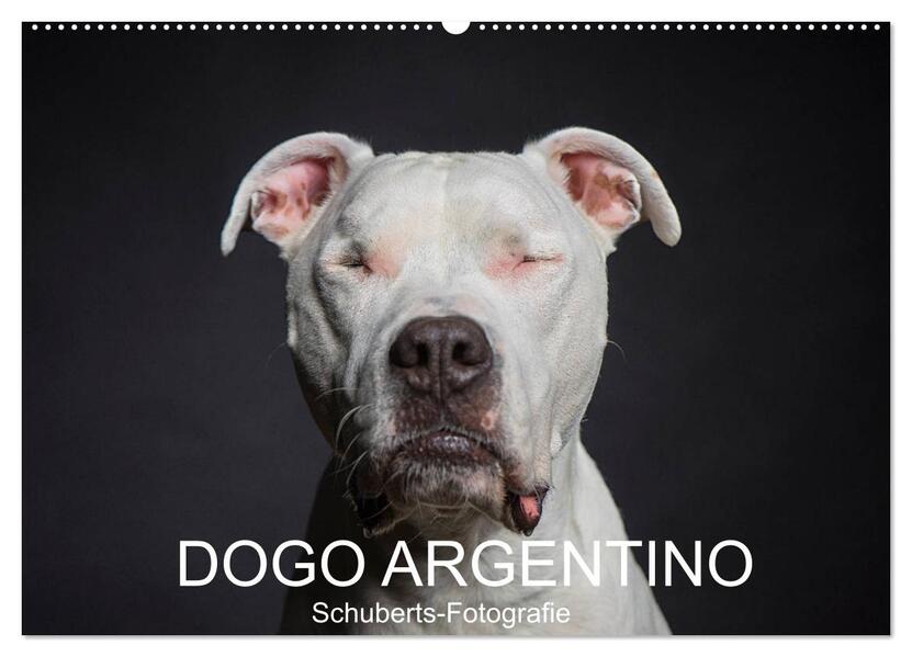 DOGO ARGENTINO (Wandkalender 2026 DIN A2 quer) CALVENDO Monatskalender