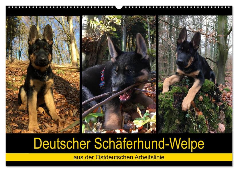 Deutscher Schäferhund-Welpe - aus der Ostdeutschen Arbeitslinie (Wandkalender 2026 DIN A2 quer) CALVENDO Monatskalender