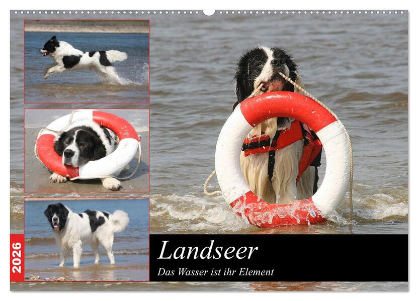Landseer - Das Wasser ist ihr Element (Wandkalender 2026 DIN A2 quer) CALVENDO Monatskalender